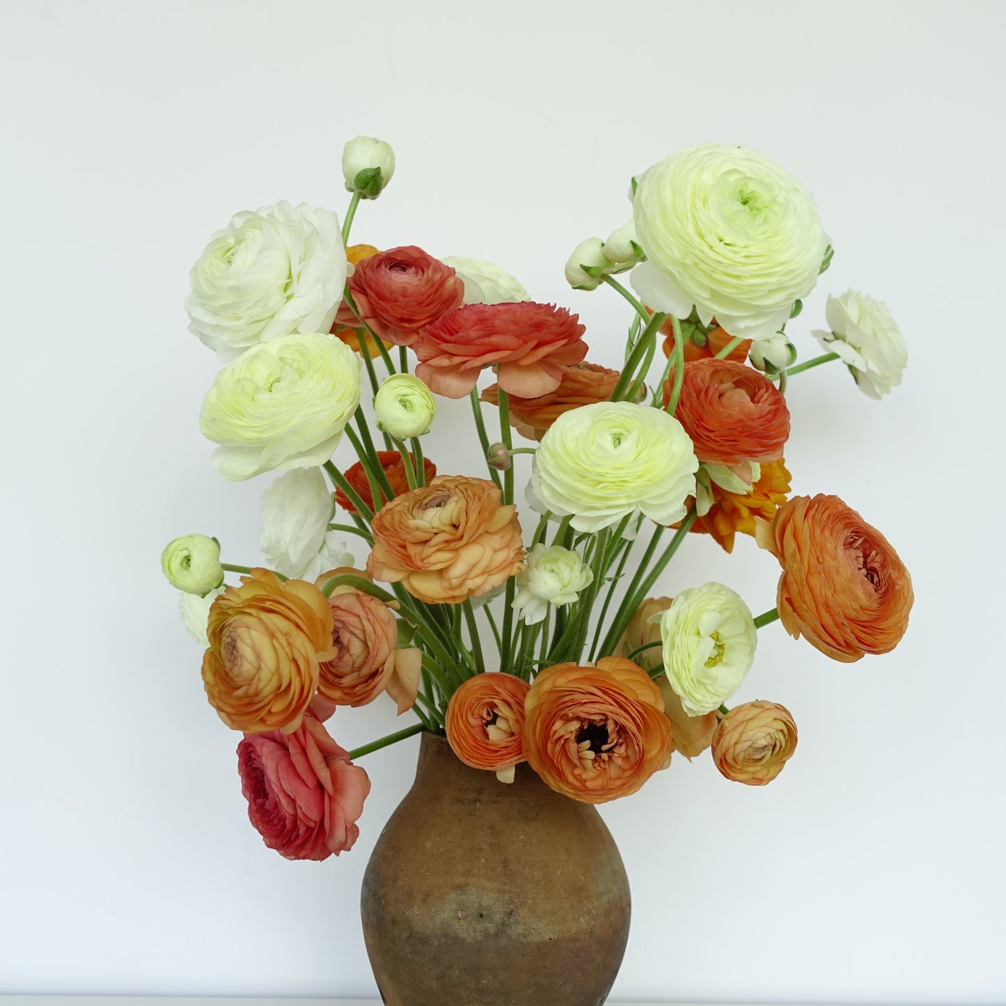 SEASONAL MERAVIGLIA - SPRING
