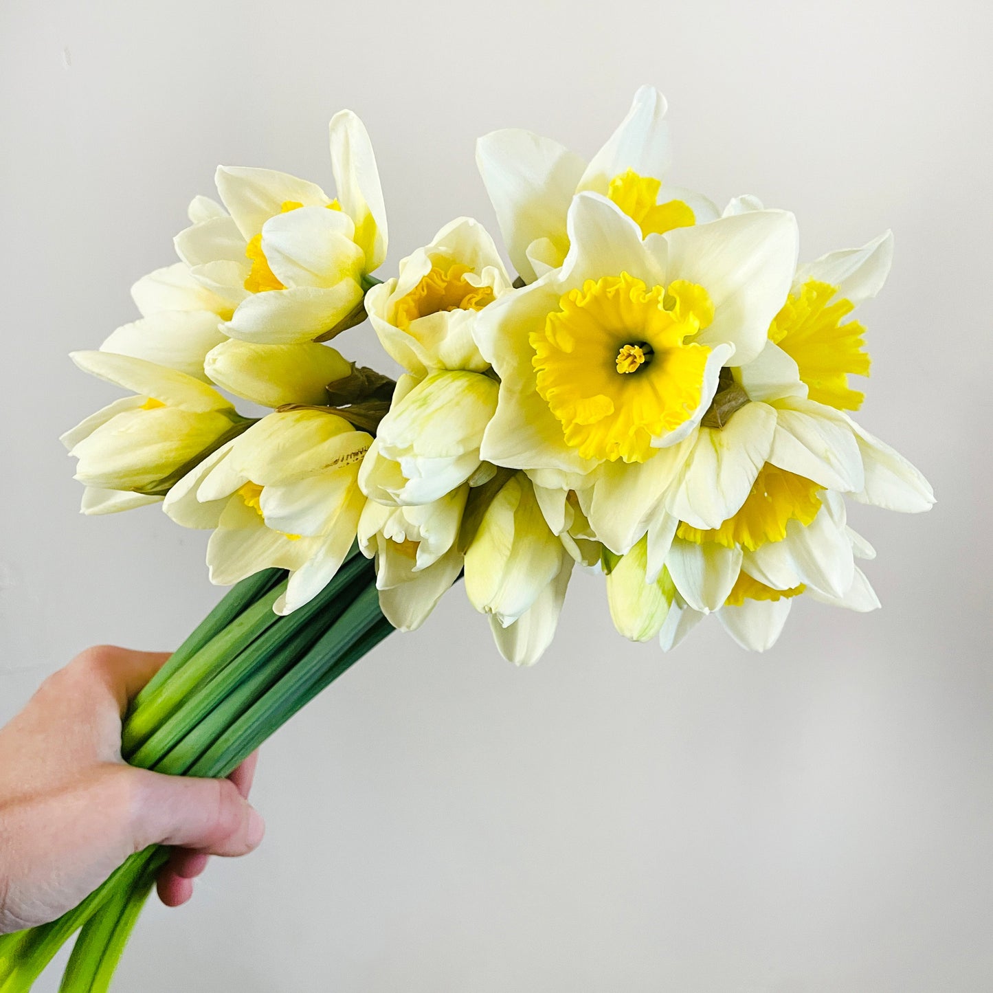 SEASONAL MERAVIGLIA - SPRING