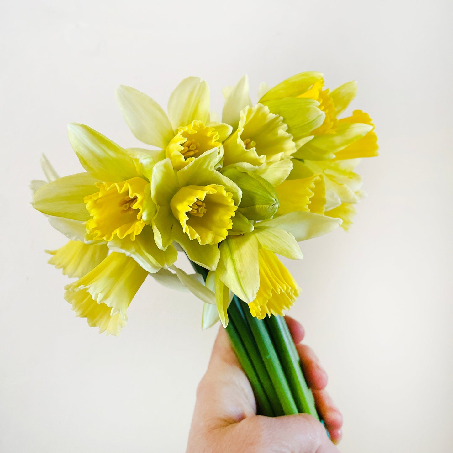 SEASONAL MERAVIGLIA - SPRING