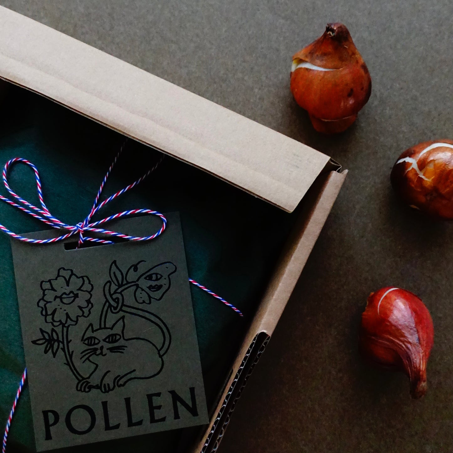 POLLEN TULIP BULBS / SECRET PRINCESS