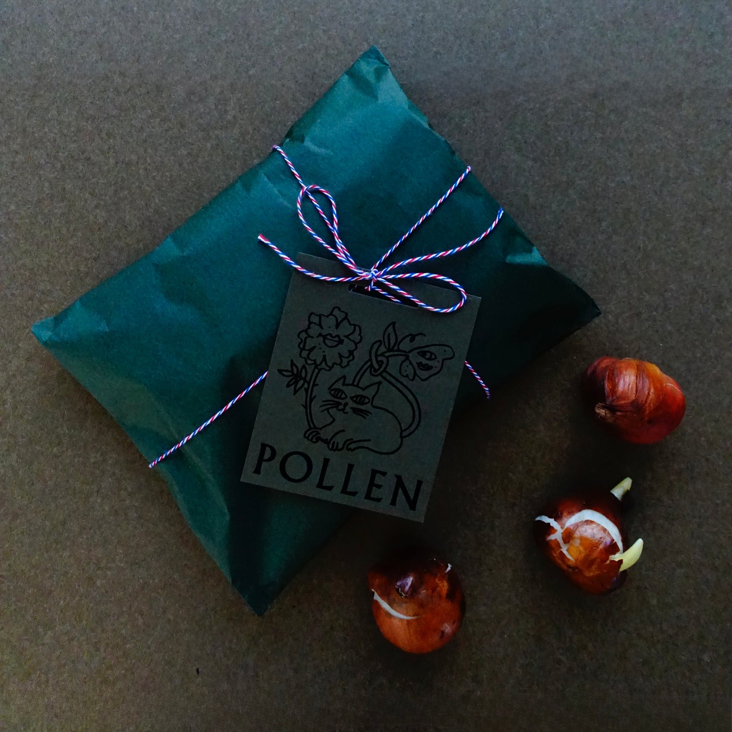 POLLEN TULIP BULBS / SECRET PRINCESS