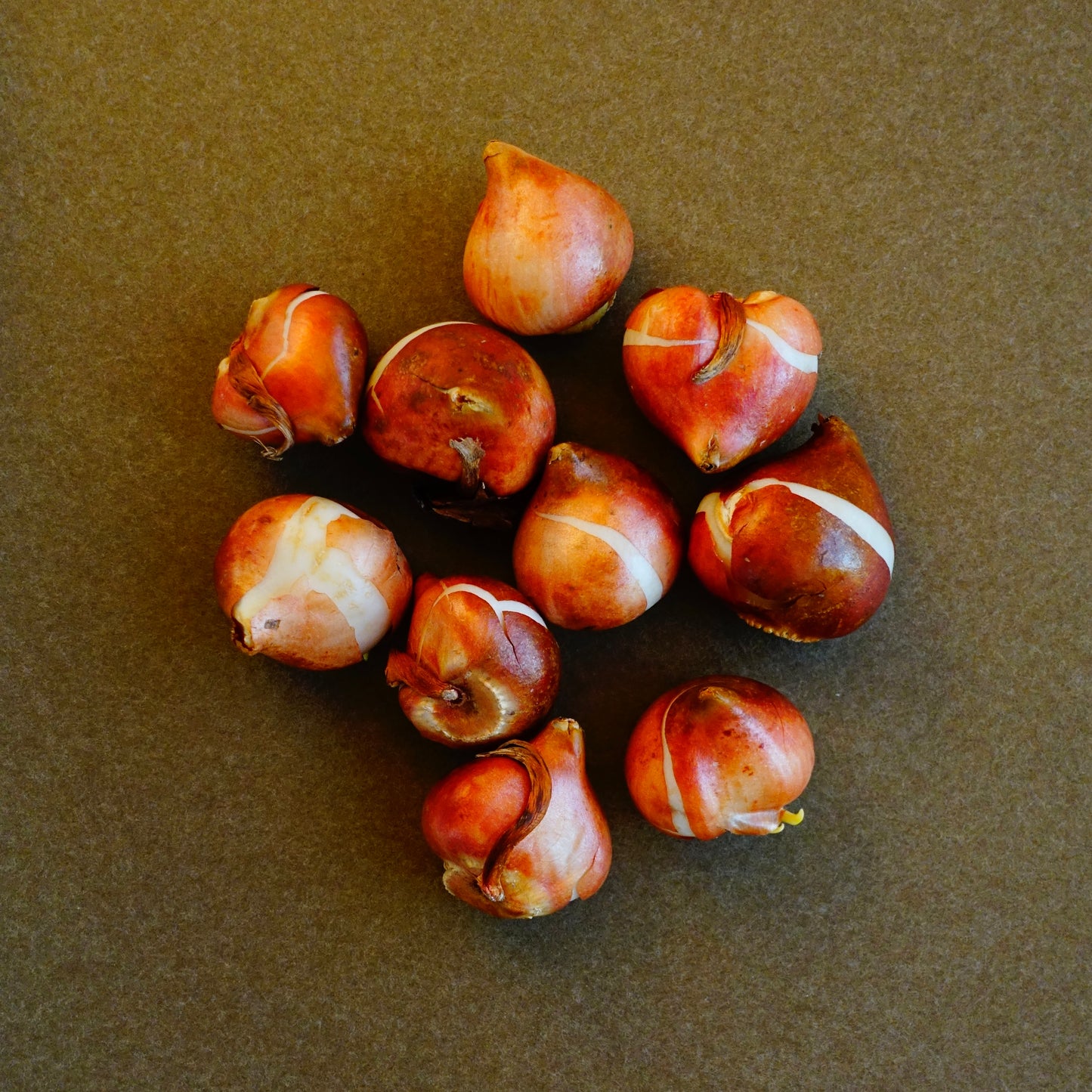 POLLEN TULIP BULBS / SECRET PRINCESS